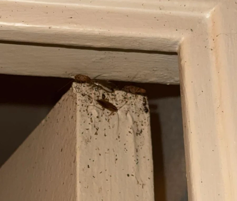 Termites colonisant le haut d'un encadrement de porte en bois avec déjections (frass) caractéristiques